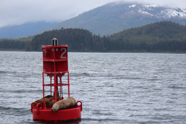 istock Sea Lions in Alaska 2155446232