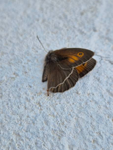 istock Dead meadow brown butterfly and ant's food 2155447552