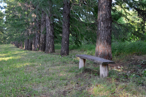 a bench in the woods in front of the trees in shadow