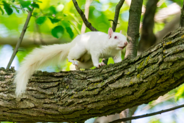 istock An albino American gray squirrel works his way along a branch carefully suggesting difficulty seeing. 2155453502