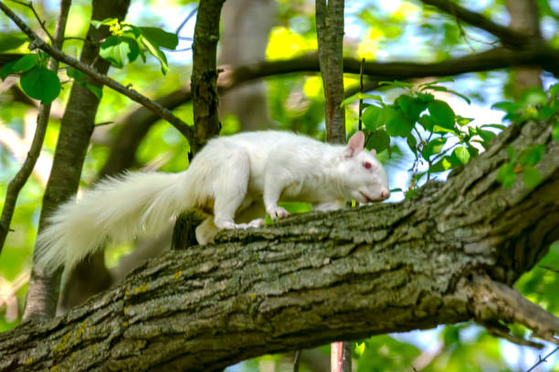 istock An albino American gray squirrel works his way along a branch carefully suggesting difficulty seeing. 2155453513