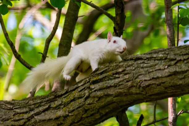 istock An albino American gray squirrel works his way along a branch carefully suggesting difficulty seeing. 2155453515