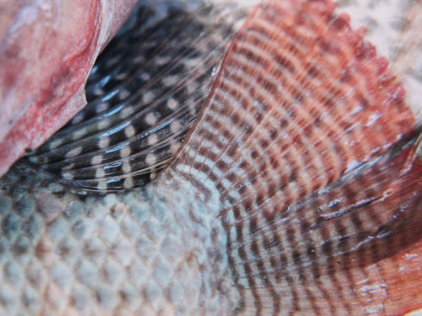 istock fresh tilapia in thai market 2155453631