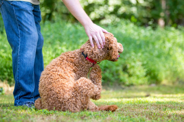 istock A Golden Retriever x Poodle mixed breed dog or Goldendoodle scratching 2155454079