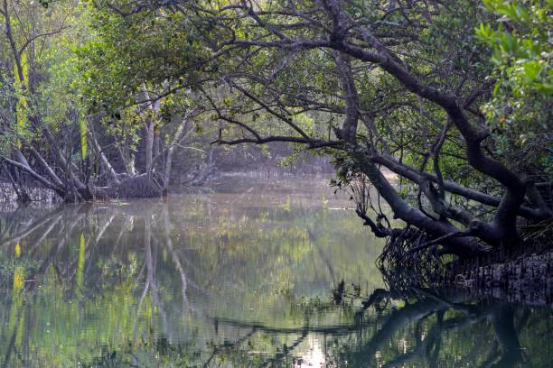 istock A canal in Sundarbans. 2155455423