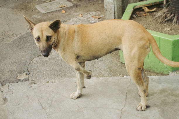 istock dog in city 2155455863