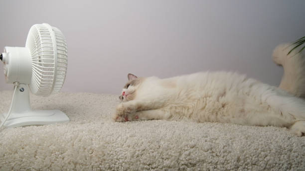 istock Cat lying in front of a white electric fan. 2155457390