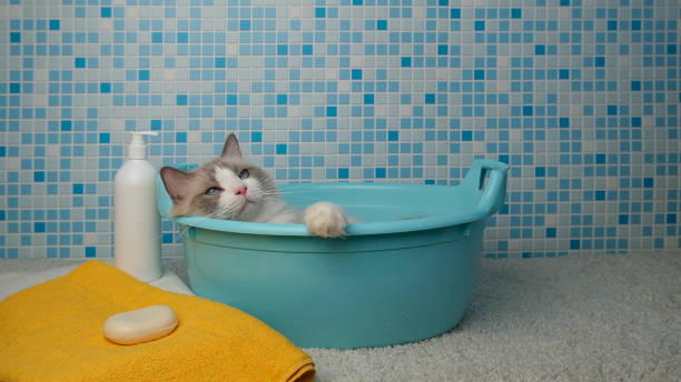istock White cat, blue bath basin, orange terry towel. 2155457396