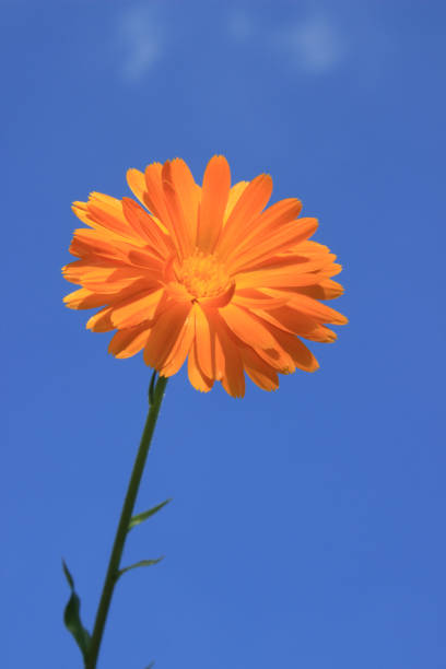 Orange flower (calendula) against blue sky background.