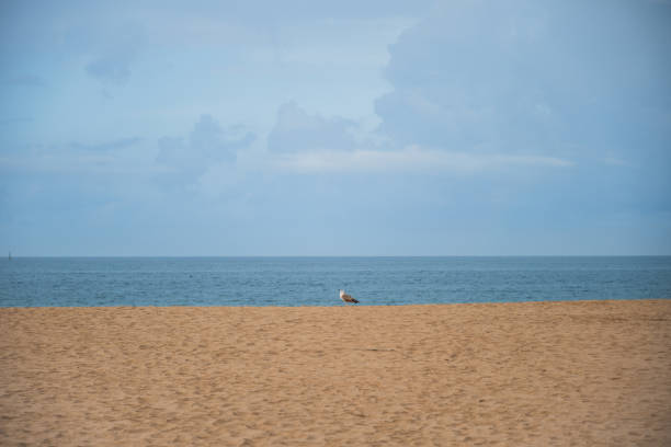 istock Seagull on the beach of Agadir 2155463144