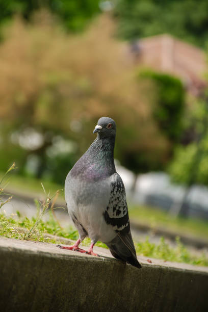istock Wildlife in the urban park 2155464745