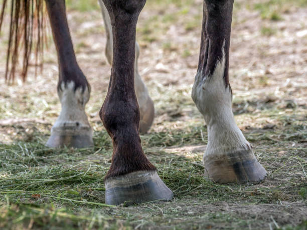 istock Saddle horse horsehooves 2155464860
