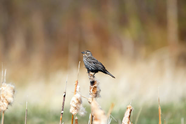 istock Female Red-winged blackbird is sitting on a fluffed reed. 2155465703