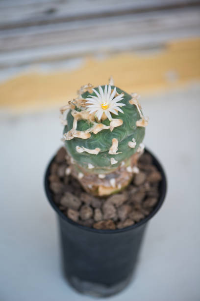 istock Lophophora sp. and white flower in pot 2155467583
