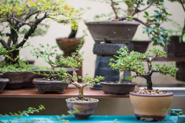 istock Little bonsai tree in flower pot 2155467679