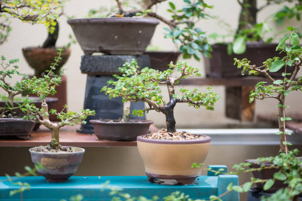 istock Little bonsai tree in flower pot 2155467694