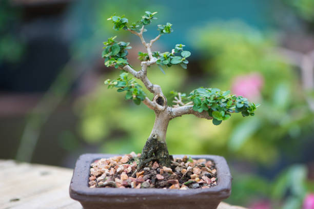 istock Little bonsai tree in flower pot 2155467734