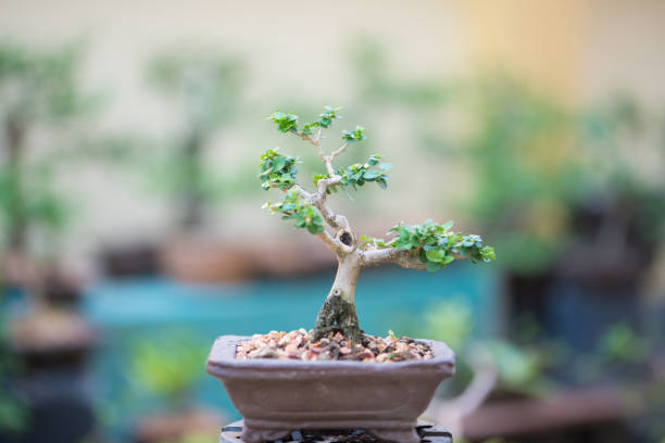 Sam nui,Antidesma acidum tree in plastic pot used to create bonsai.
