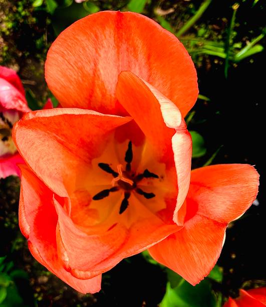 istock Peach Flower in Summer Time 2155470276