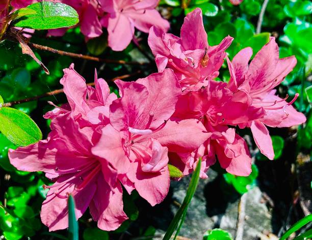 istock Pink Flowers in Summer Time 2155470283