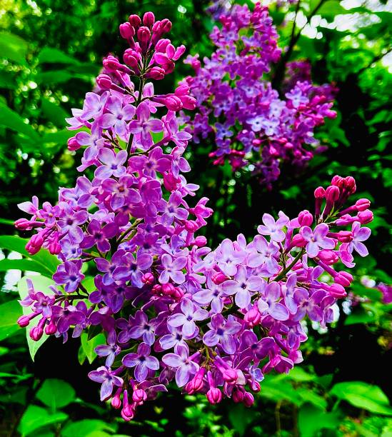 istock Pink Flowers in Summer Time 2155470335