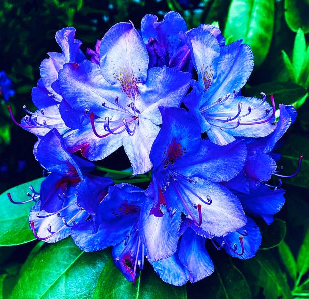 Flowering tree rhododendron (hododendron arboreum).