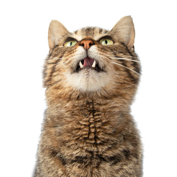 istock Portrait of a cat on a white background 2155470464