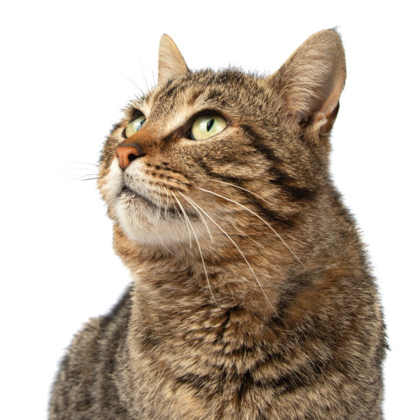 istock Portrait of a cat on a white background 2155470482