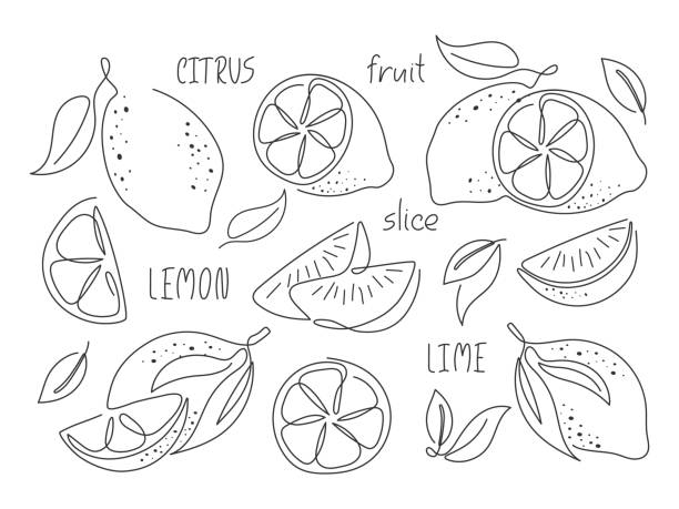 ilustraciones, imágenes clip art, dibujos animados e iconos de stock de garabato de contorno cortado cítricos - lima fruta cítrica