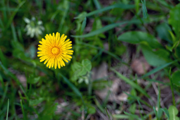 Yellow dandelion flower on green grass background, close-up, soft focus