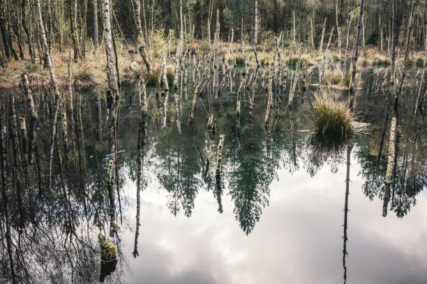 Forest landscape of Norway: trees reflected in a pond