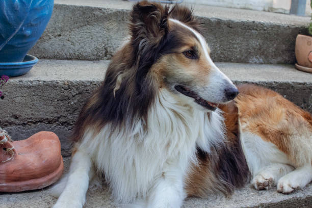 istock the most beautiful collie dog 2155471735