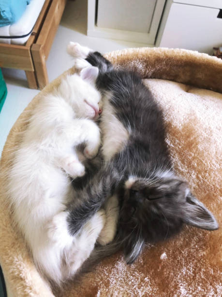 istock two cute kittens white and gray are sleeping cuddled next to each other 2155473214