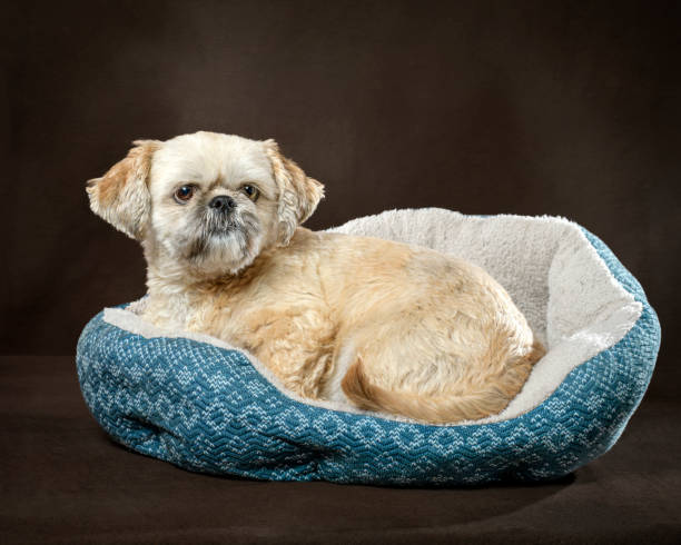 istock Shih Tzu On Dog Bed 2155473582