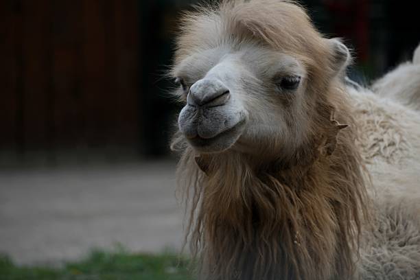 close-up portrait of a camel outdoors. space for text. High quality photo