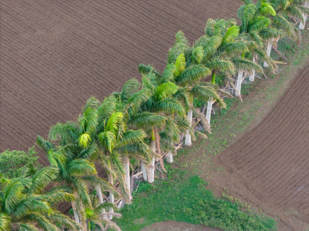 Palm tree row in agriculture field aerial drone view