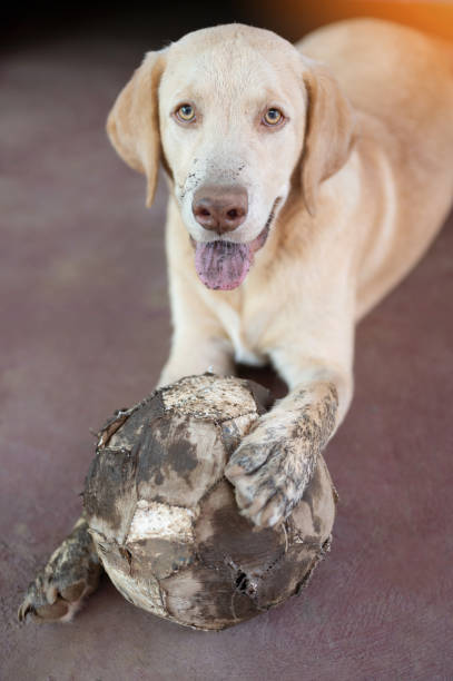 Happy labrador dog with dirty ball lay on garden