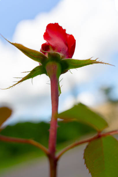 Red Rose Flower