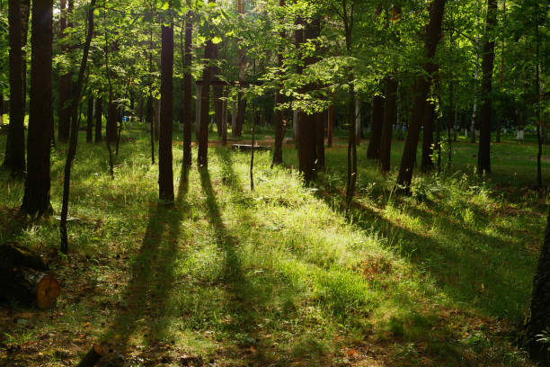 Beautiful forest in summer with bright sun shining through the trees.