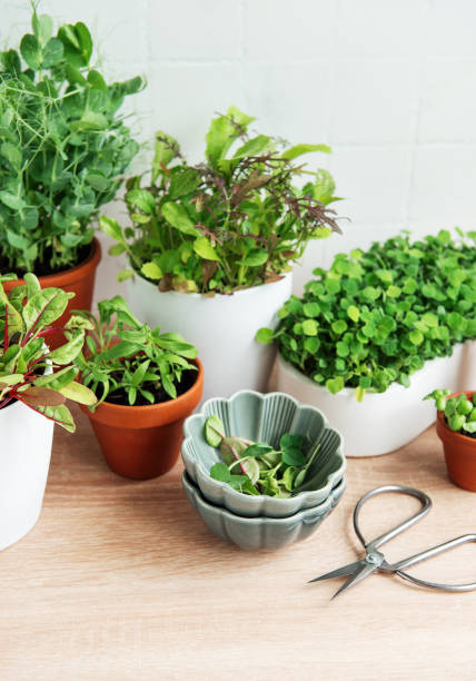 istock Indoor Herb Garden Kit With Fresh Green Plants 2155481139