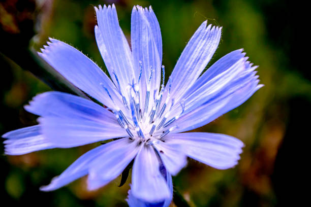 Field of blooming chicory (Cichorium intybus) with numerous light blue flowers on tall, slender stems, captured in soft natural light across a wild grassy background.