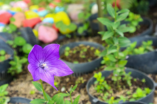 Star shape petals Platycodon grandiflorus or Astra Blue, known as balloon flower or Chinese bellflower