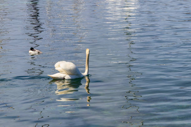 White swan swimming in the lake