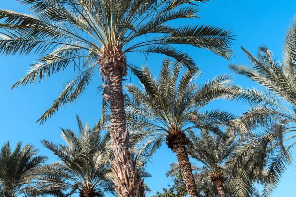 istock Verdant Haven Amidst Desert Skies 2155482469