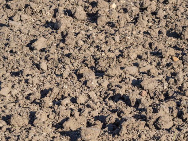 istock Agriculture, plowed land for planting 2155483952