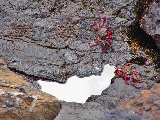 Grapsus adscensionis crabs in Tenerife island rocks