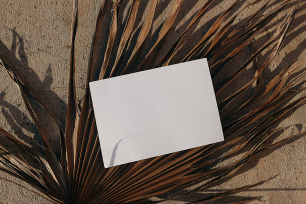 istock Summer exotic stationery mock-up. Horizontal empty greeting card, invitation on dry palm leaf. Textured sandstone background in sunlight. Tropical styled photo, web banner. Long shadows. Flat lay, top 2155484838