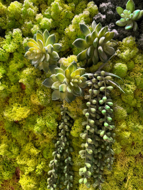istock stabilized moss and succulents, green wall, natural background 2155485289