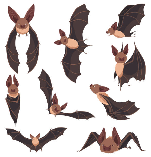 Collection of flying bats. Concept cartoon bat in different poses. Elements set. Vector clipart illustration isolated on white background Collection of flying bats. Concept cartoon bat in different poses. Elements set. Vector clipart illustration isolated on white background. bats stock illustrations