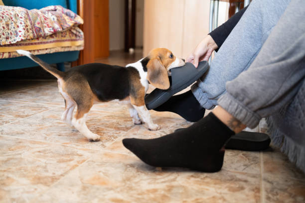 istock beagle puppy dog biting and stealing a slipper from its owner 2155485334